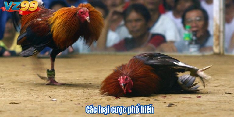 Đá Gà Phi VZ99 – Những Trận Đấu Kê Đỉnh Cao Các loại cược phổ biến
