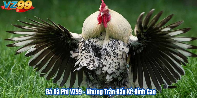 Đá Gà Phi VZ99 – Những Trận Đấu Kê Đỉnh Cao Đá Gà Phi VZ99 – Những Trận Đấu Kê Đỉnh Cao