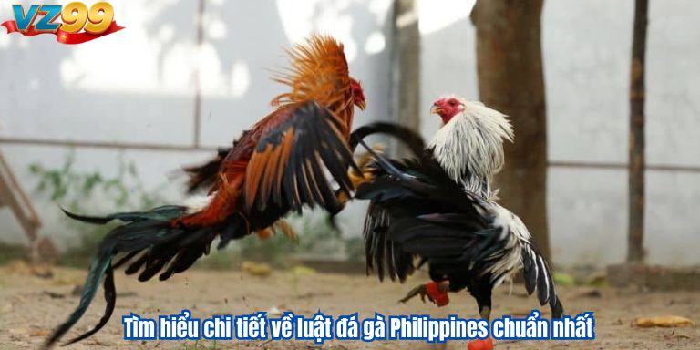 Đá Gà Phi VZ99 – Những Trận Đấu Kê Đỉnh Cao Tìm hiểu chi tiết về luật đá gà Philippines chuẩn nhất